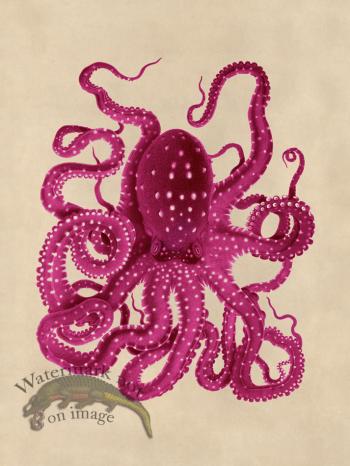 Octopus Pink 26